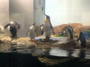 品川アクアパーク水族館ペンギン